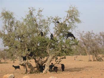 DOUAR AIN CHAIB 2006 120