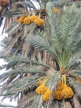 DOUAR AIN CHAIB 2006 137